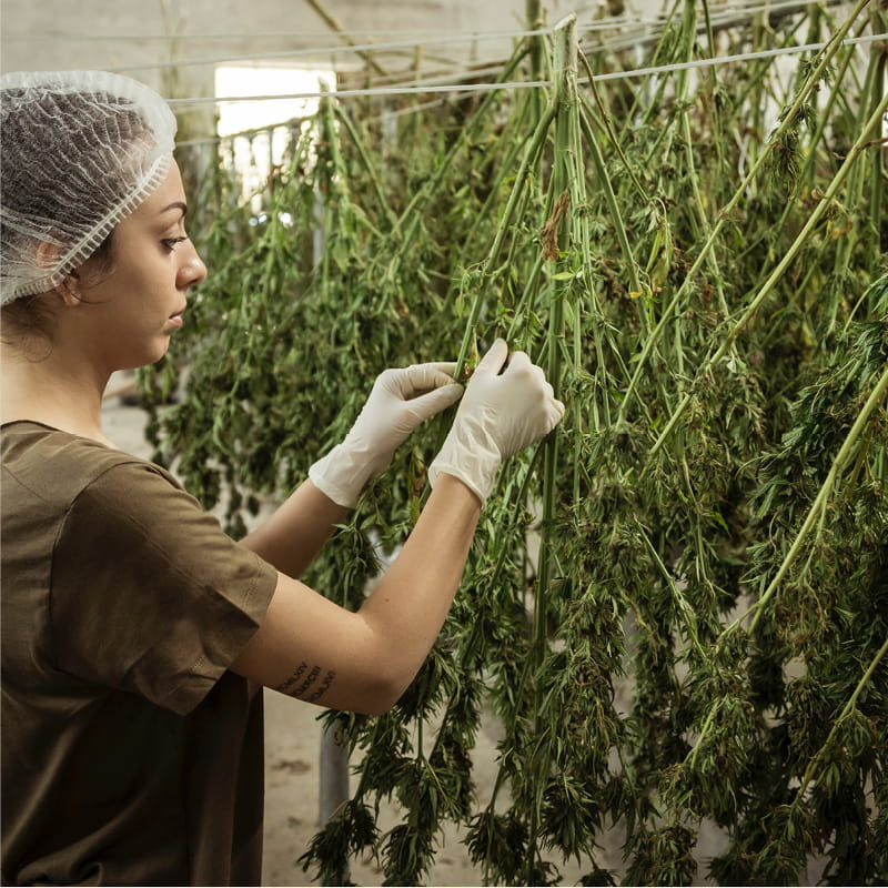 Cannabis plant to illustrate cannabis, hemp and CBD