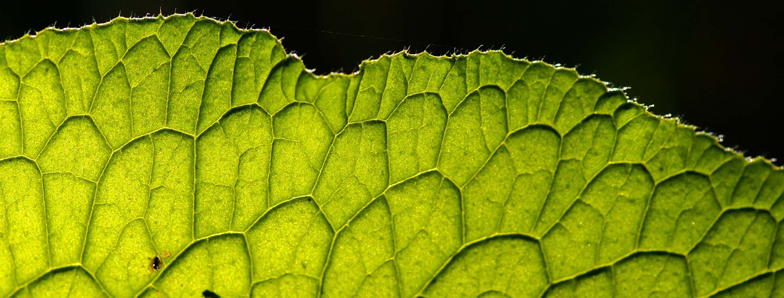 closeup of a green leaf