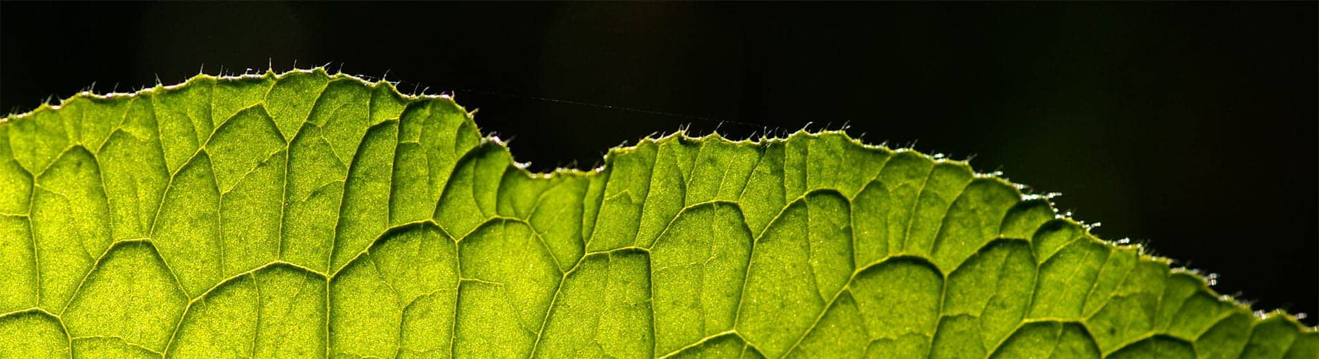 Green_leaf_closeup_S_2555