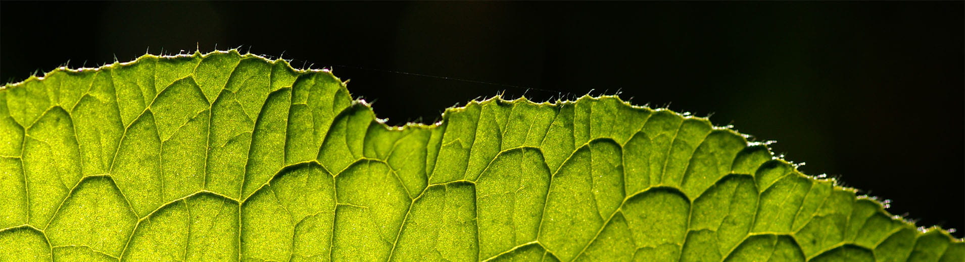 Green_leaf_closeup_S_2555