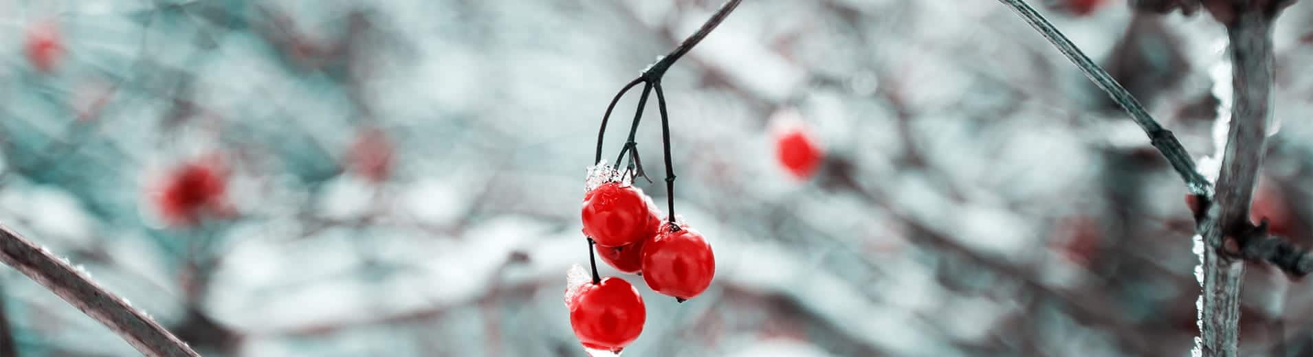 Red_berries_E_0856